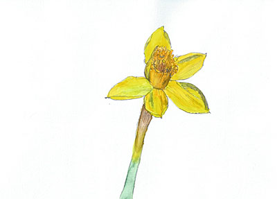 花 （Yellow doffadil）（2005.3.28.）