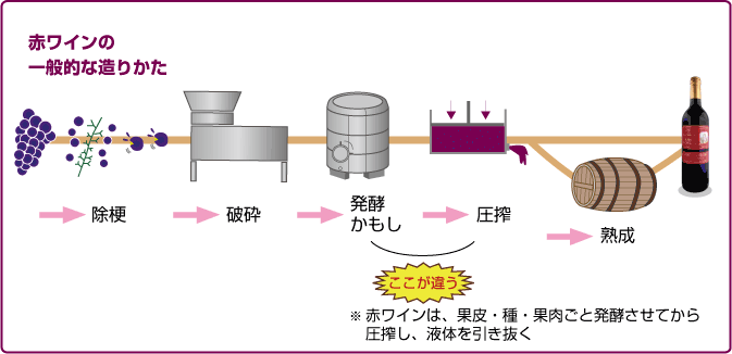 赤ワインの造り方