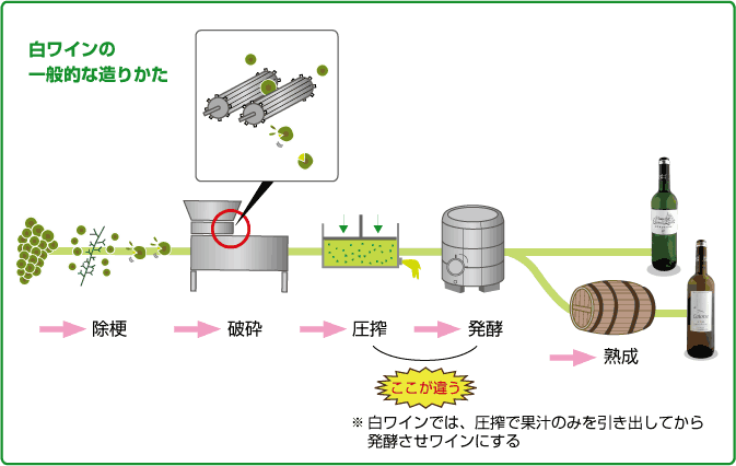 白ワインの造り方