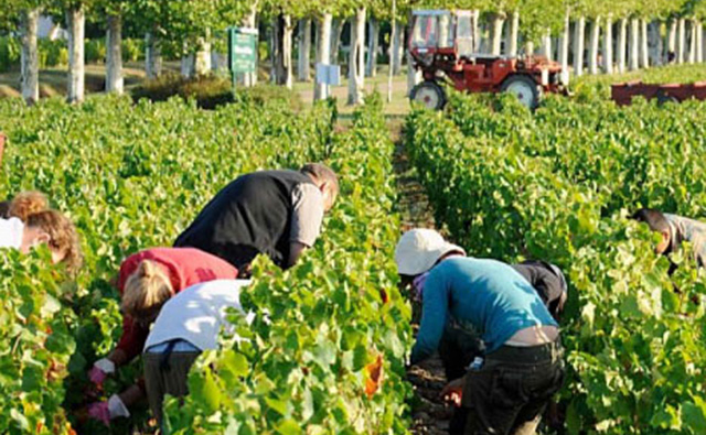 シャトー・ピゼイ