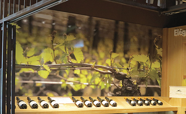 シャトー・ピゼイ