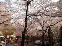 桜