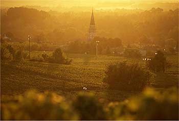 朝日の差し込む畑