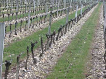 小石を活かした畑