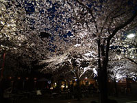 桜写真
