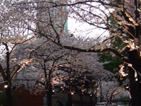 桜写真