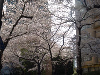 桜写真