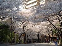 桜写真