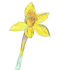 yellow daffodil