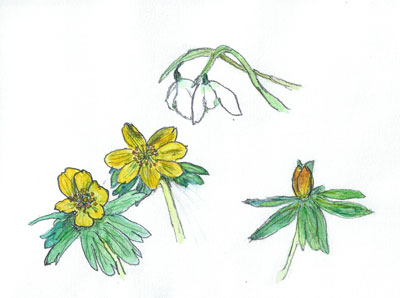 花 （Elantis,  Snowdrops）（2005.2.26.）