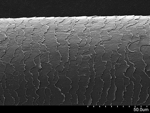 髪の毛の走査型電子顕微鏡写真